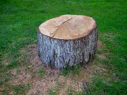 Trusted Anadarko, OK Tree Care Experts