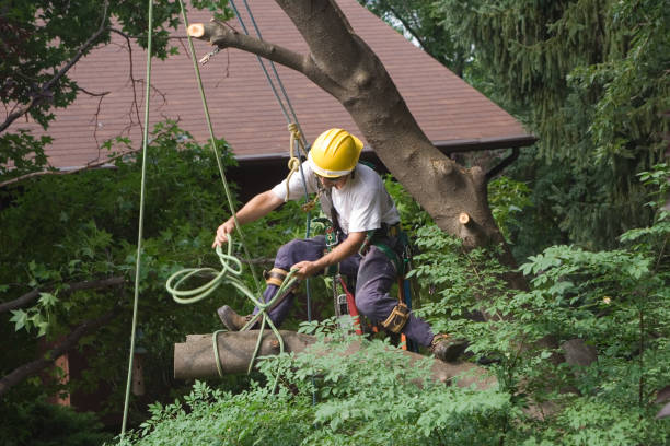 Best Tree Maintenance Programs  in Anadarko, OK