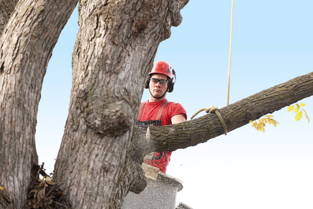 Best Tree Mulching  in Anadarko, OK